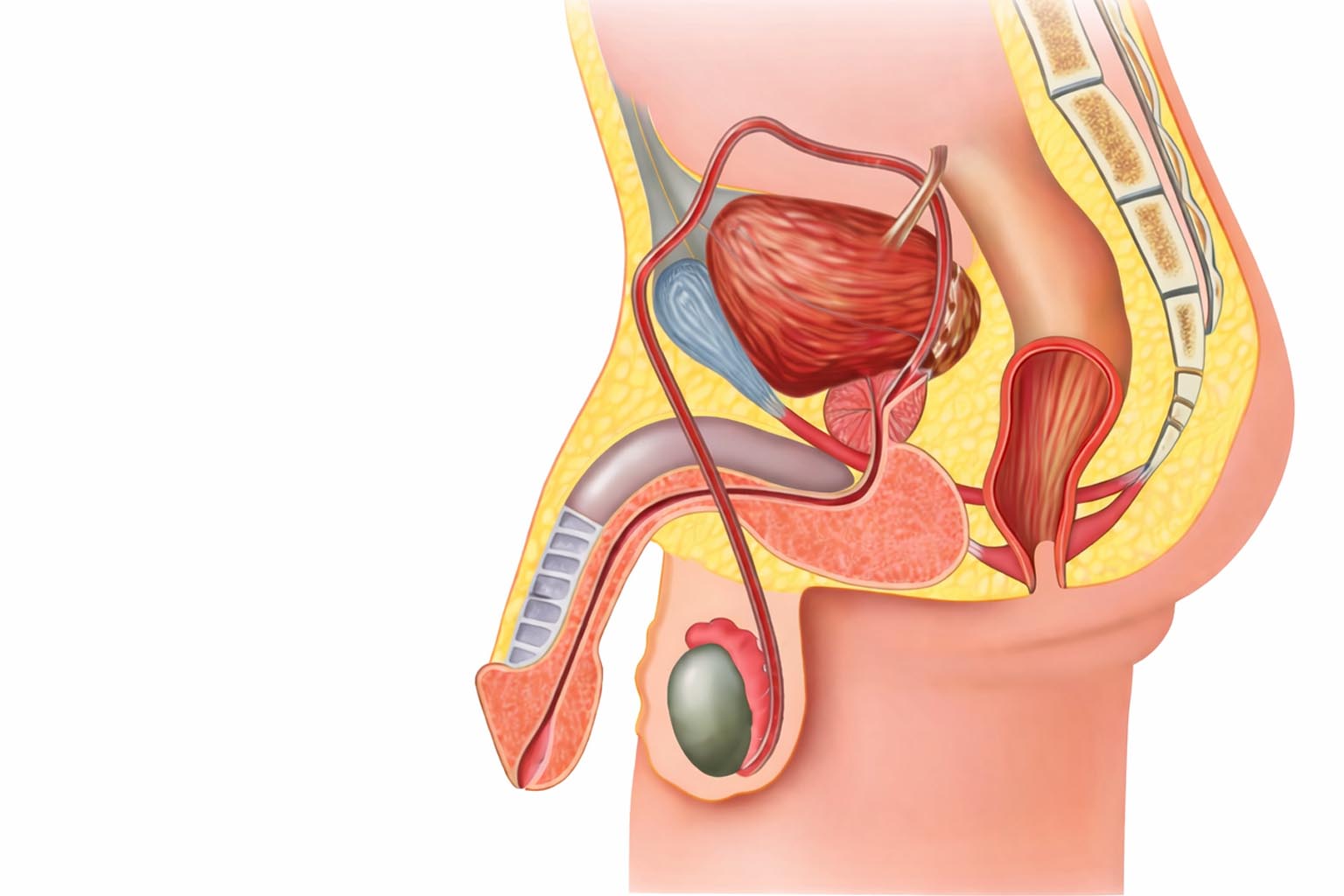 dzimumlocekļa plastika un falloplastika